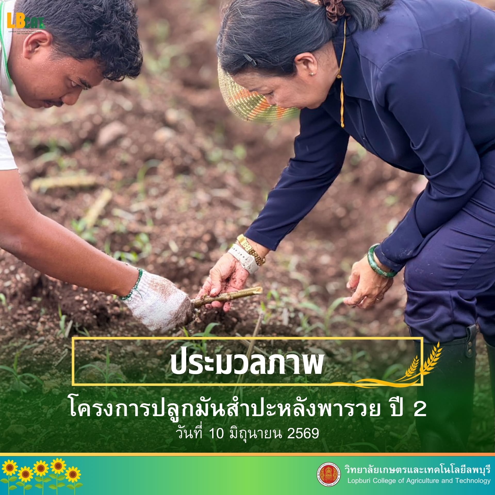 โครงการปลูกมันสำปะหลังพารวย ปี 2